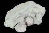 Two Blastoid (Pentremites) Fossils - Illinois #102250-1